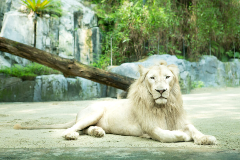 Wildlife-Park-White-Lion-Kingdom-scaled.jpg
